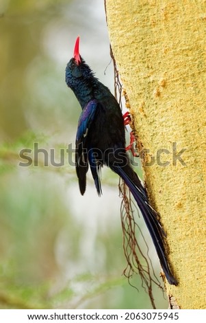 Green Woodhoopoe - Phoeniculus purpureus  near-passerine bird native to Africa, Phoeniculidae, formerly red-billed wood hoopoe, insect-eating species, feeds on the ground, on termite mounds or trees.