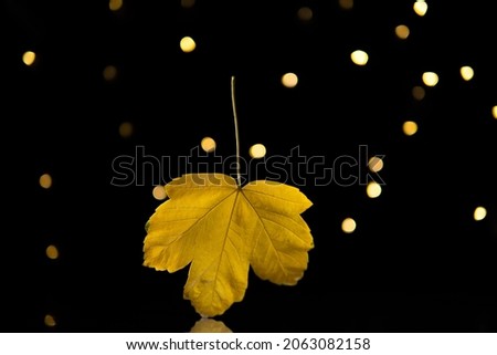 Yellow autumn leaf standing on a glass table. Christmas lights in background