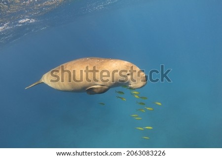 Dugong accompanied by a flock of golden trevally underwater