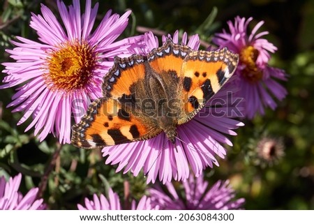 Butterfly Urticaria (lat. Aglais urticae, = Nymphalis urticae) collects nectar from flowers.
