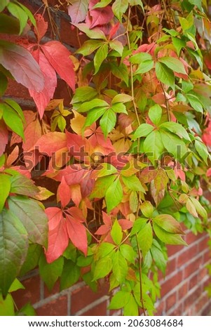 Background of colorful autumn leaves close-up. Red leaves wild grapes. A wall of colorful red ivy leaves. Bright ivy texture background in autumn. red green yellow