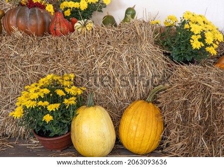Autumn composition with pumpkins in a rustic style.