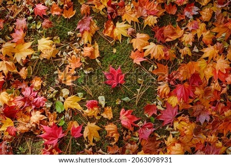 Fallen leaves on the ground