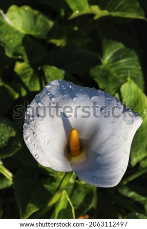 Calla Lillies, white natural flowers photography 
