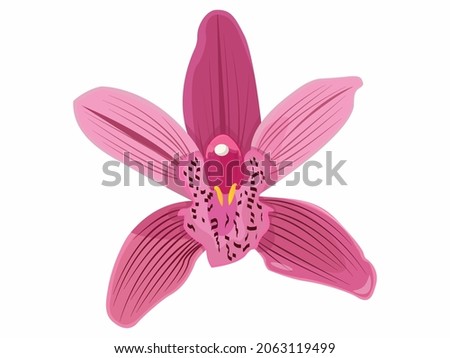 Vector illustration of cymbidium orchid, sketch, bicolor and pinkish purple orchids with isolated background Royalty-Free Stock Photo #2063119499