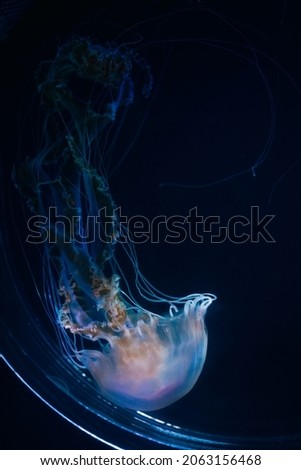 Jelly fishes at the aquarium, Oct. 2021 Royalty-Free Stock Photo #2063156468