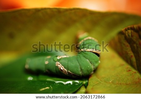 Macro shot of green caterpillar worms