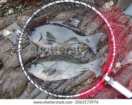 sea fish “ONAGA-MEJINA” in a fishing net