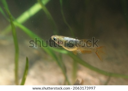 Japanese gold and silver colored aquarium Killifish “Medaka” ricefish (Wildlife closeup macro photograph) 