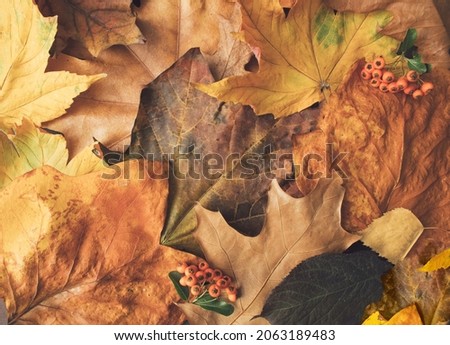 Autumn seasonal creative arrangement, with various colorful, gold, yellow, orange fall leaves. Autumn elegant concept on chocolate brown background.