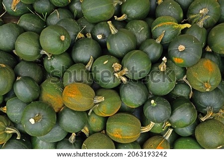 Top view of many small green Rondini Gem squashes  Royalty-Free Stock Photo #2063193242