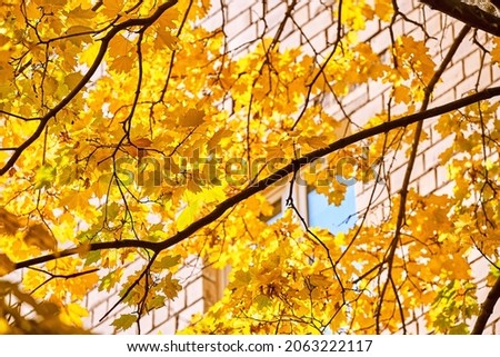 Golden maple trees in Moscow streets in autumn 