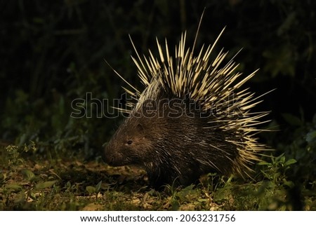 porcupine in the forest at night. Nakhon Ratchasima, Thailand.
