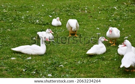 Ducks on the green meadow