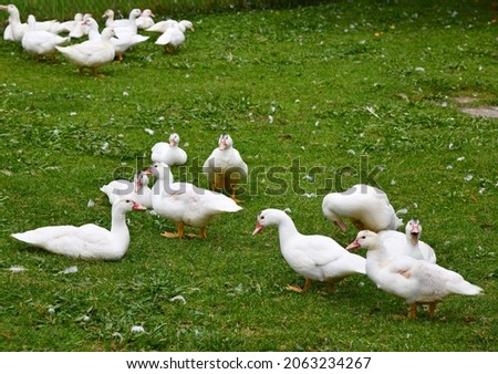 Ducks on the green meadow
