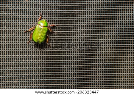A brilliantly colored green beetle on a screen background