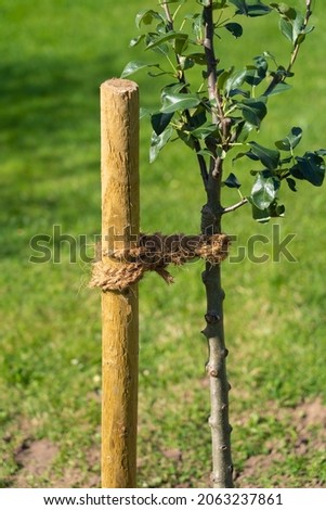 Correct connection of a young tree in figure eight loops around the wooden stake and trunk Royalty-Free Stock Photo #2063237861