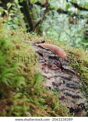 photo,slug on green moss in the forest