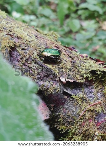 photo,green beetle on green moss in the forest