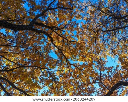 old oak tree in autumn. yellow autumn leaves on the branches. sun through dry leaves. oak branches.