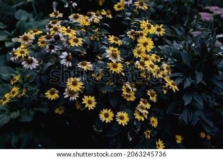 colorful yellow flowers. desktop or website background