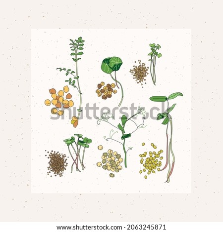 A set of different types of microgreens, their seeds. Simple vector illustration of microgreen on a white background