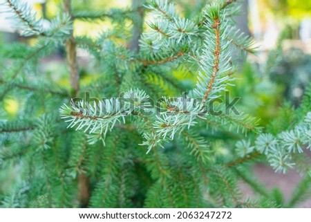 Young branch of a Christmas tree with blurred background in a nature reserve in New Hampshire