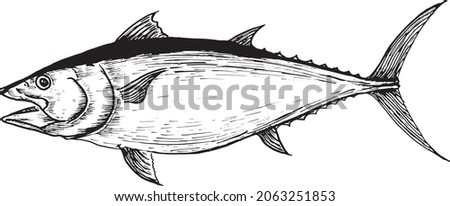 line art of tuna fish. vector illustration