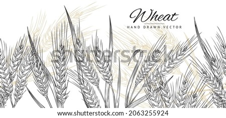 Horizontal seamless border with hand drawn spikelets of wheat in sketch vector illustration isolated on white. Ears of wheat for decoration, packaging design of bakery in black, white, gold. Royalty-Free Stock Photo #2063255924