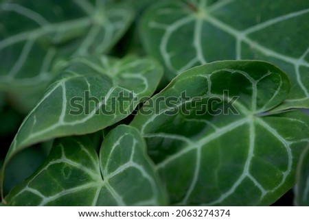 green leaf texture of alocasia ornamental plant