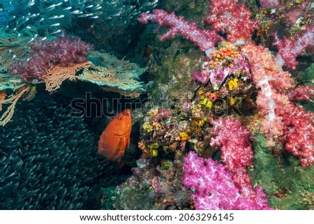 Cephalopholis miniata, also known as the coral grouper, coral cod, coral trout, round-tailed trout or vermillion seabass is a species of marine ray-finned fish