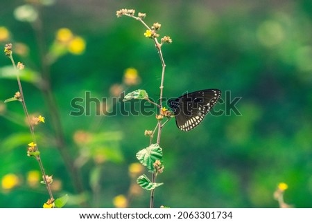 beautiful photo of black brown big butterfly sucking honey nectar from flower green background wallpaper yellow flora natural scenery bright sunny day wings spread india tamilnadu 