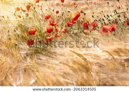 Red poppies in golden wheat field, beautiful summer landscape