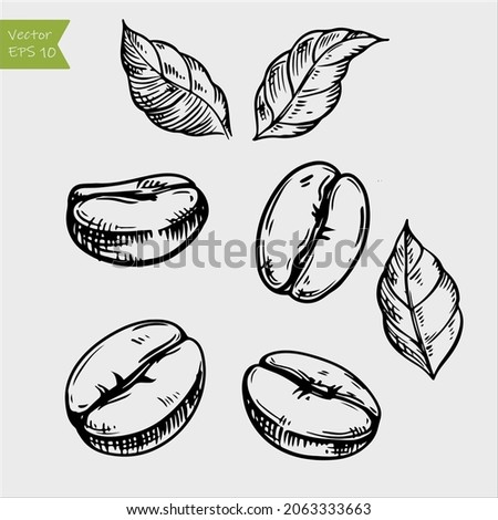 Coffee bean hand drawn illustration by ink and pen sketch. Royalty-Free Stock Photo #2063333663