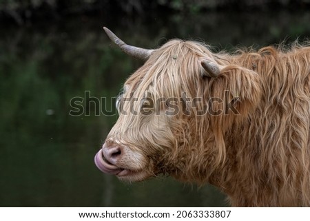 A beautiful horned Scottish Highland Cow in a natural countryside setting.