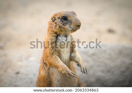 Portrait of a Prairie dog also known as genus cynomys. Prairie dogs are herbivorous burrowing rodents native to the grasslands of North America.