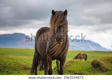 Icelandic horse in the scenic nature landscape of Iceland. The Icelandic horse is a breed of horse developed in this country. Royalty-Free Stock Photo #2063334872
