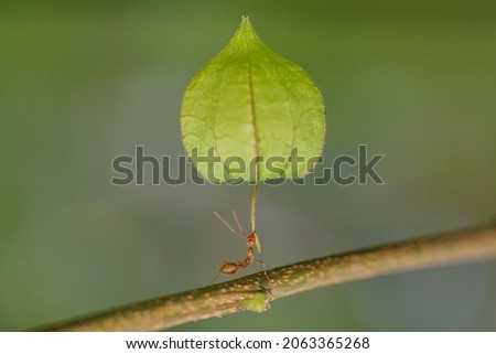 red ant action carrying cutleaf groundcherry, wild tomato, camapu, and winter cherry and chocolate fruit on tree branch
nest on a green background. Hardworking strong ants (weaver ants) Royalty-Free Stock Photo #2063365268