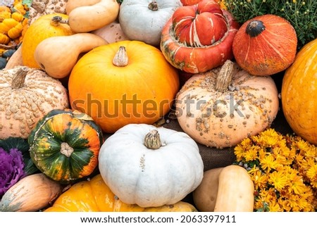 A selection of large pumpkins of various colours