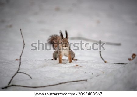 Young squirrels playing in the snow in the park
