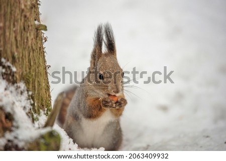 Squirrel eats nuts in the snow under a tree in the park
