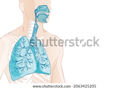 3d vector of the human Respiratory System, lungs, alveoli. Inside larynx nasal throttle anatomy. Man body parts. Hand drown anatomy illustration Royalty-Free Stock Photo #2063425205