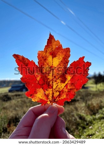 Bright red and yellow leaf on a very blue sky