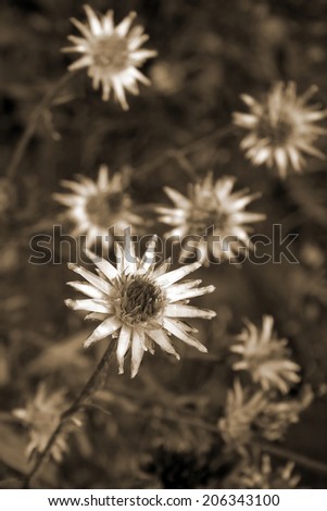 Dried flowers. Sepia effect.