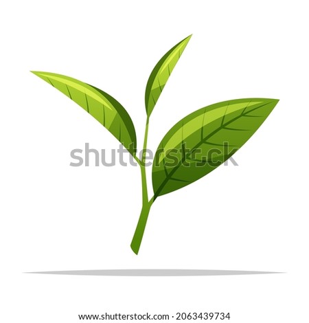 Green tea leaves bud vector isolated illustration