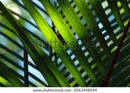 The morning sunlight creates drama of light and shadow in the tropical foliage