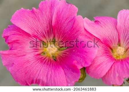 pink blooming wildflower on gray background