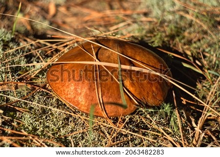 Wild edible yellow boletus mushrooms growing in the autumn forest  Royalty-Free Stock Photo #2063482283