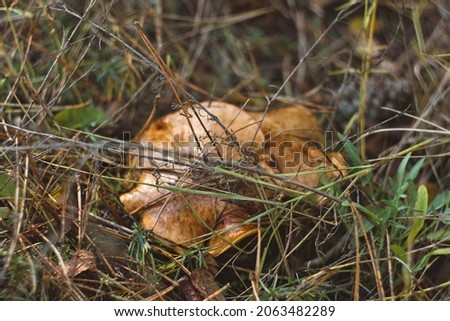 Wild edible yellow boletus mushrooms growing in the autumn forest  Royalty-Free Stock Photo #2063482289
