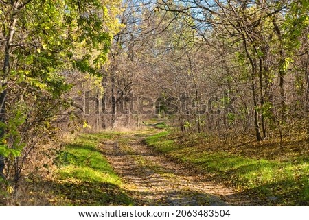 Bright and colorful fall leaves on forest path and autumn falling leaves on a sunny autumn day in Kelebija forest, Serbia Royalty-Free Stock Photo #2063483504